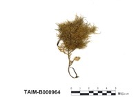 藏品(樹狀美喙苔)的圖片